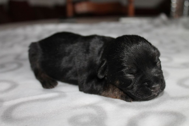 Du Yellowrock - Border Terrier - Portée née le 07/12/2015